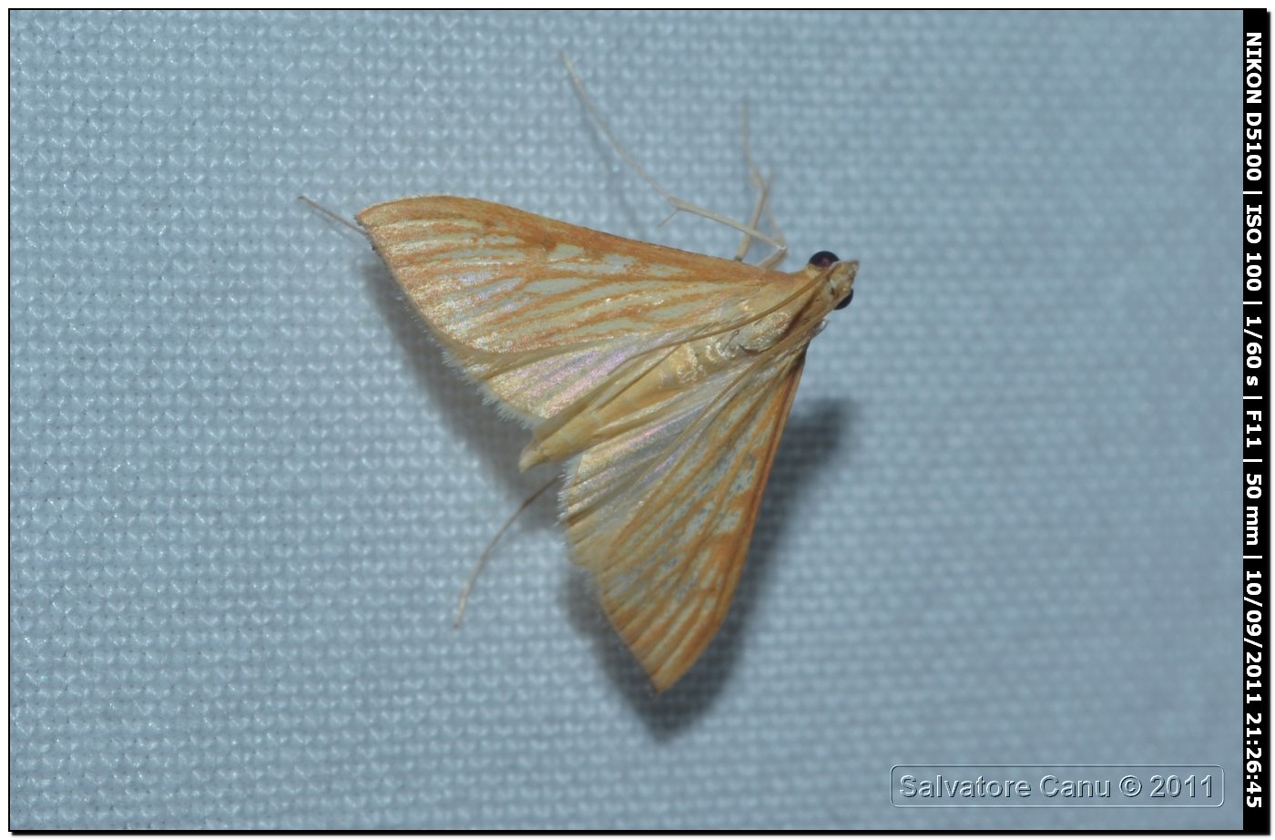 Crambidae, Antigastra catalaunalis